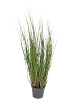 De Kunst Grasplant Onion 60 cm brandvertragend is een siergras in pot met lange, dunne groene sprieten en enkele roodachtige stengels, tegen een effen witte achtergrond.