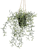 De Kunst hangplant Senecio met pot 35 cm is een zwarte hangpot met een trapsgewijs groeiende groene vetplant met lange, slanke stengels, opgehangen met touw tegen een witte achtergrond.
