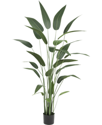 Künstliche Pflanze Heliconia 180 cm