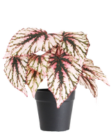 De Kunst Begonia in pot paars UV 25 cm heeft grote, hartvormige bladeren met roze, groene en crème bonte kleuren en wordt geleverd in een kleine zwarte pot tegen een effen witte achtergrond.