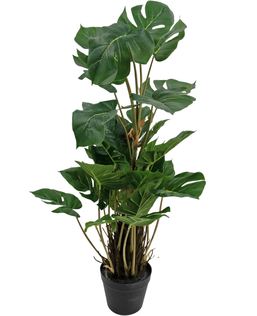 Die Kunstpflanze Monstera 90 cm ist eine Kunstpflanze mit großen, glänzend grünen Blättern mit natürlichen Rissen, aufrecht in einem schwarzen Topf vor einem schlichten weißen Hintergrund.