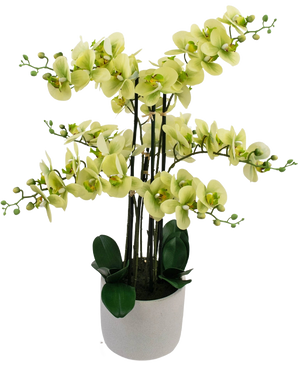 De Kunst Orchidee Real Touch 81 cm groen heeft een witte pot gevuld met lange stelen groene orchideeënbloemen, geaccentueerd door groene bladeren en knoppen voor een weelderig, decoratief arrangement.