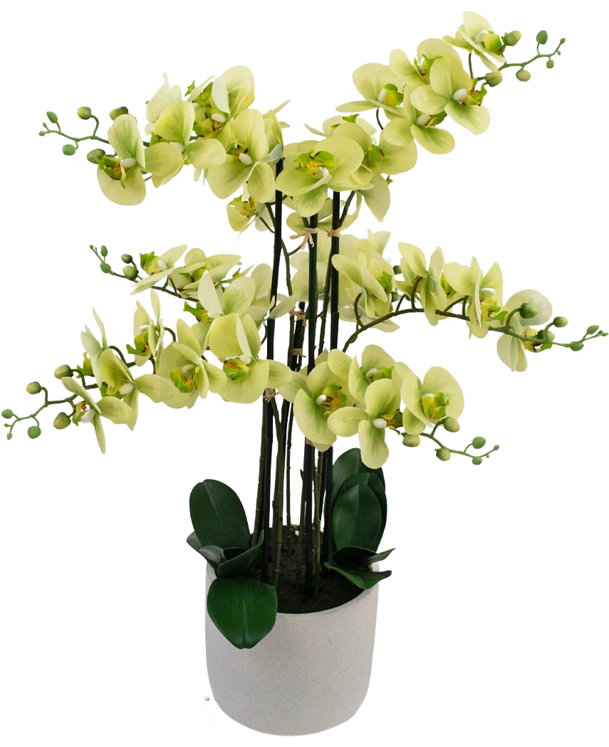 Die künstliche Orchidee Real Touch 81 cm grün hat hellgrüne Orchideenblüten mit dunkelgrünen Blättern in einem hellgrauen Topf vor einem weißen Hintergrund.
