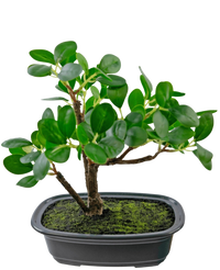 Künstliche Pflanze Bonsai Ficus 20 cm
